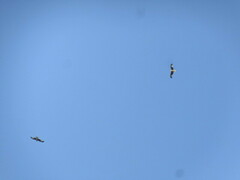 Milvus milvus milvus