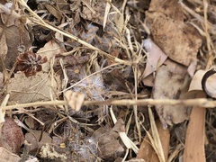 Erebidae