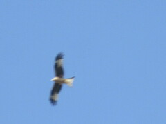 Milvus milvus milvus