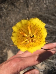 Calochortus weedii