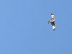 Milvus milvus milvus