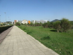 Milvus milvus milvus