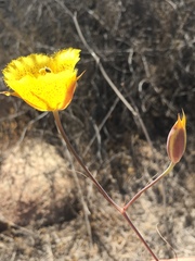Calochortus weedii