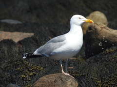 Larus argentatus smithsonianus