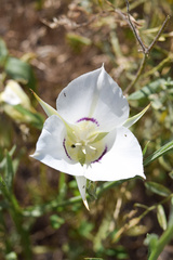Calochortus macrocarpus maculosus
