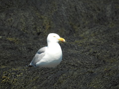 Larus argentatus smithsonianus