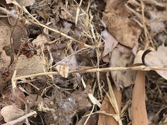 Erebidae