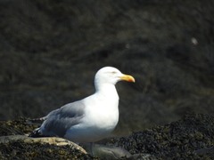 Larus argentatus smithsonianus