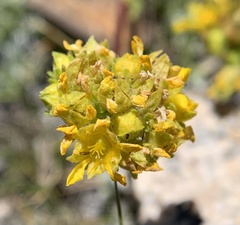 Ivesia lycopodioides