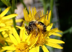 Andrena denticulata