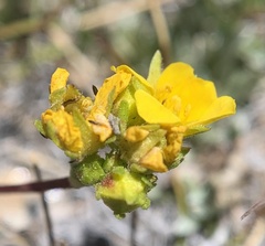 Ivesia lycopodioides