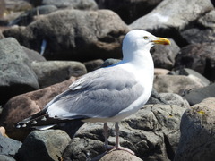Larus argentatus smithsonianus