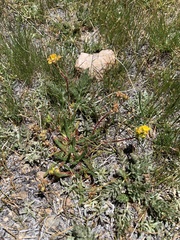 Ivesia lycopodioides