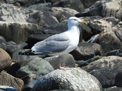 Larus argentatus smithsonianus