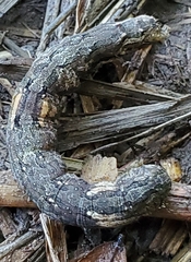 Catocala ilia-complex