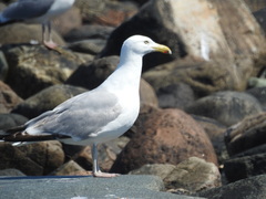 Larus argentatus smithsonianus