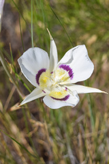 Calochortus macrocarpus maculosus