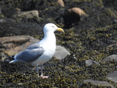 Larus argentatus smithsonianus
