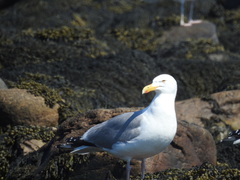 Larus argentatus smithsonianus