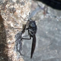 Anthrax aterrimus