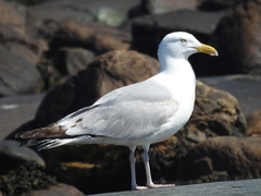 Larus argentatus smithsonianus