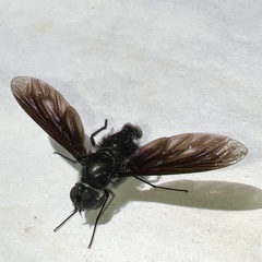 Anthrax aterrimus