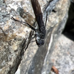 Anthrax aterrimus