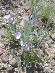 Evolvulus nuttallianus