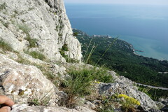 Pseudoroegneria strigosa