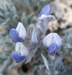 Lupinus breweri bryoides