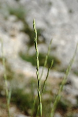 Pseudoroegneria strigosa