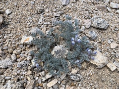 Lupinus breweri bryoides