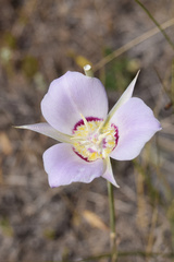 Calochortus macrocarpus maculosus