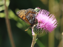 Melitaea deione