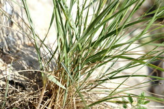 Pseudoroegneria strigosa