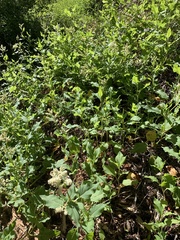 Koenigia phytolaccifolia