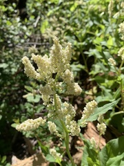 Koenigia phytolaccifolia