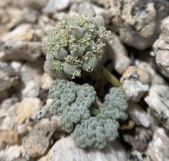 Oreonana clementis