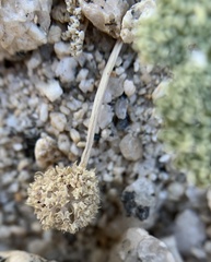Oreonana clementis