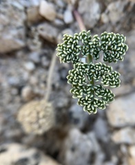 Oreonana clementis