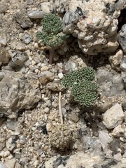 Oreonana clementis