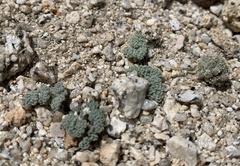 Oreonana clementis