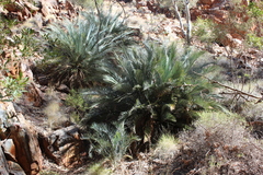 Macrozamia macdonnellii