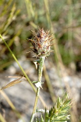 Centaurea comperana
