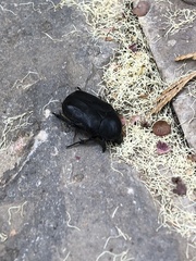 Protaetia morio