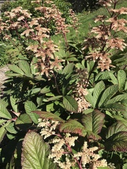 Rodgersia