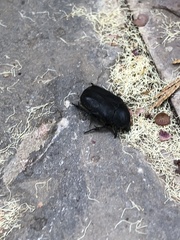 Protaetia morio