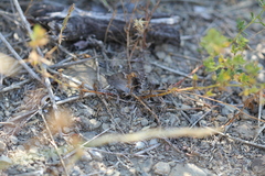 Hipparchia statilinus