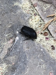Protaetia morio