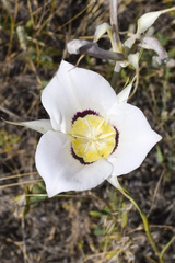 Calochortus macrocarpus maculosus